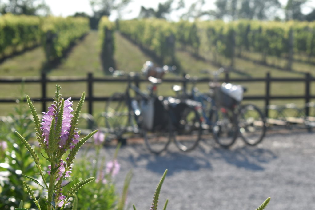 EC Way 100 & EPIC Cycling in Essex County Pelee Island Winery Pavilion on Pelee Island Vineyards