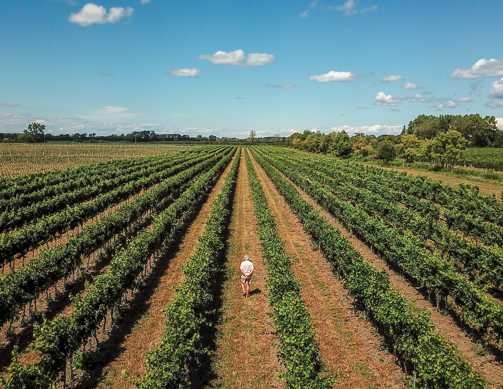 Pelee Island Winery Ontario Winemaking certified vineyards on Pelee Island with Viticulturalist Bruno Friesen