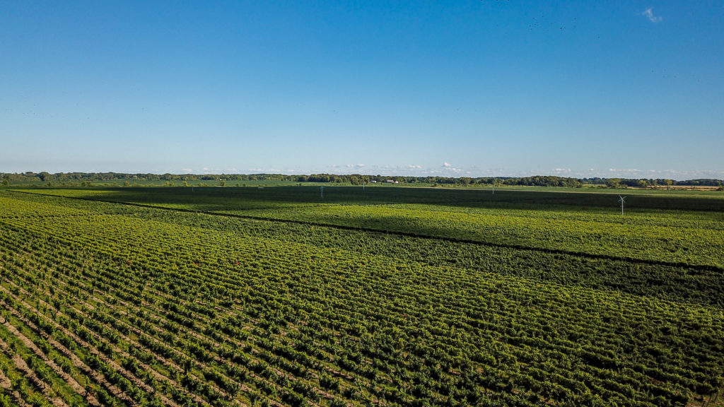 Pelee Island Winery's VQA Ontario sustainable winery vineyards found on Pelee Island.