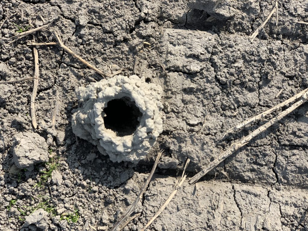 Crayfish burrow in the wetland berm.