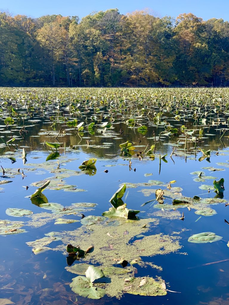 American Lotus flower at Fish Point Nature Reserve on Pelee Island 