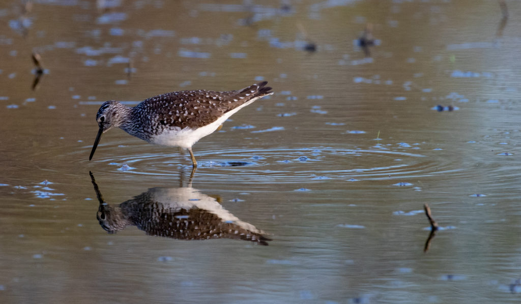 Solitary Sandpiper in the Nature Conservancy of Canada’s (NCC) Florian Diamante Wetland Restoration project on Pelee Island.