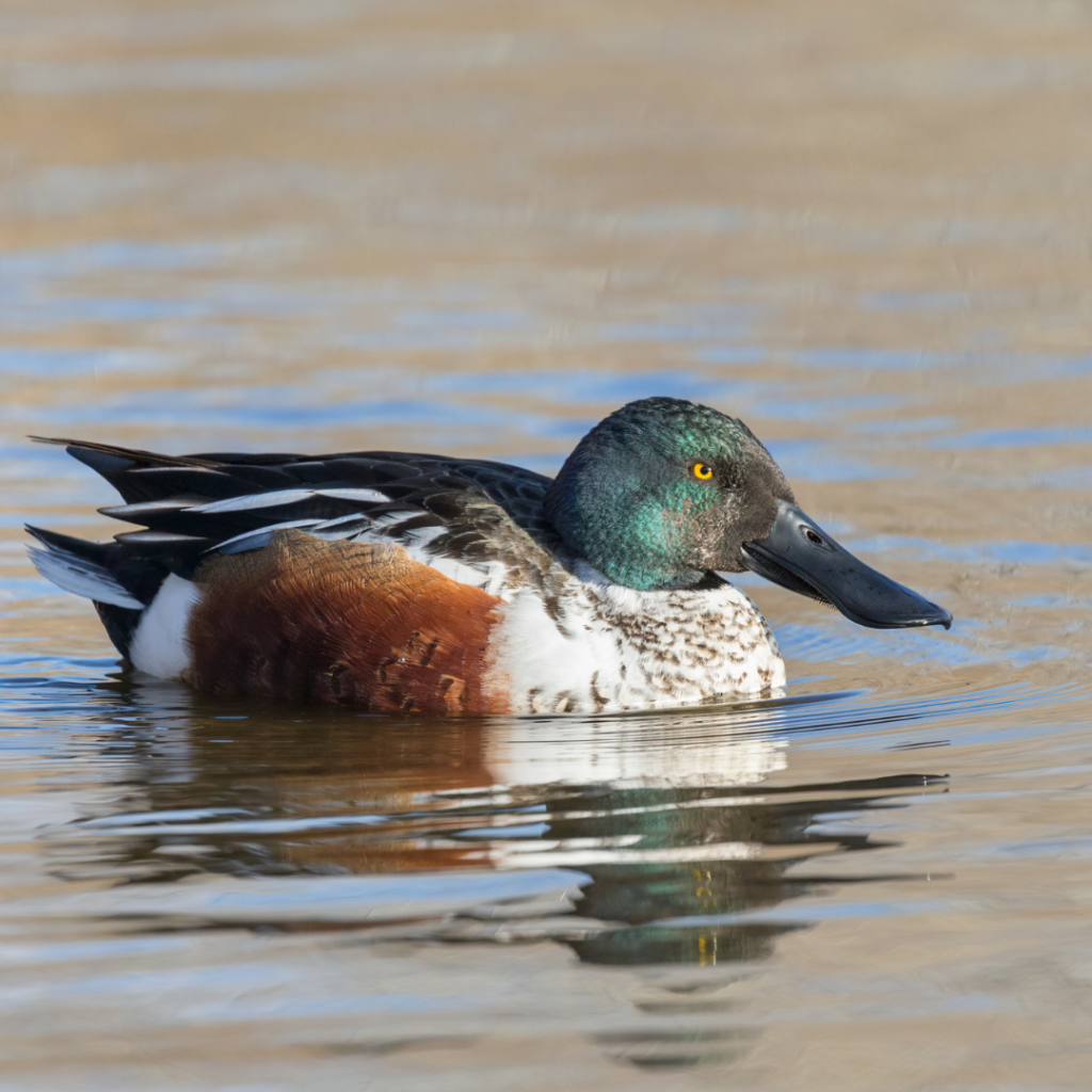 Northern Shoveller Duck on Pelee Island 