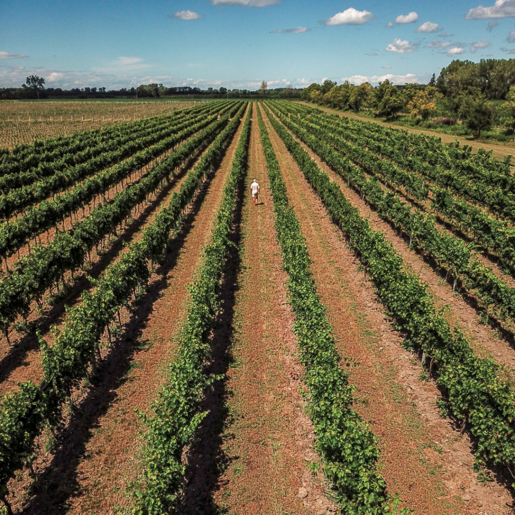 Bruno Friesen, Pelee Island Viticulturist, walking in sustainable winery vineyards on Pelee Island. Photo by Ian Virtue.